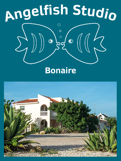 Angelfish Bonaire Studio Image